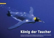 König der Taucher - Polar-Reisen.ch