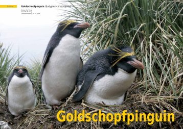 Goldschopfpinguin (Eudyptes chrysolophus) - Polar-Reisen.ch