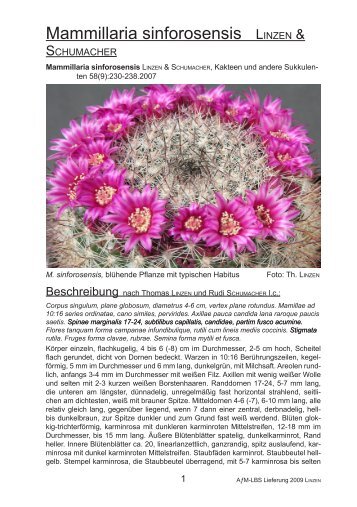Mammillaria sinforosensis LINZEN &