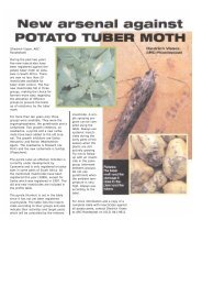 New arsenal against potato tubermoth 1999 - Potatoes South Africa