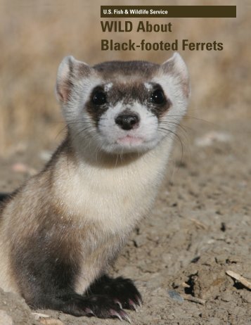 WILD About Black-footed Ferrets Curriculum