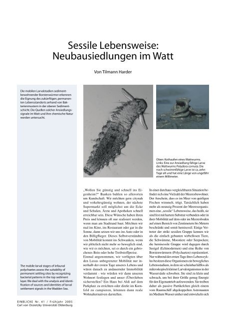 Sessile Lebensweise: Neubausiedlungen im Watt - Universität ...