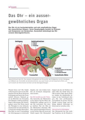 Das Ohr â ein ausser- gewÃ¶hnliches Organ - Pro Audito Schweiz
