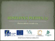 RostlinnÃ¡ pletiva - Projekt EU