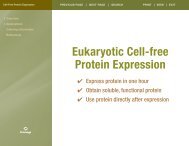 Eukaryotic Cell-free Protein Expression Interactive ... - Promega