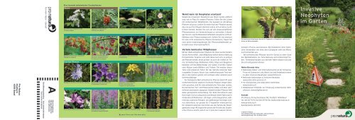 Invasive Neophyten im Garten» (pdf) Pro Natura