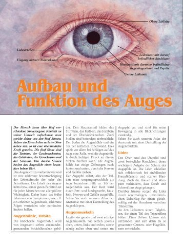 Aufbau und Funktion des Auges - Pro Patient online