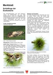 Merkblatt: Schädlinge im Kastanienanbau