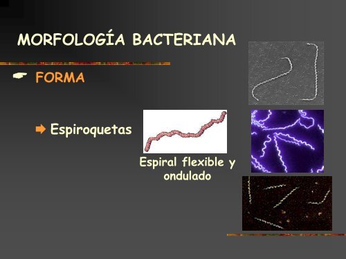 Conceptos bÃ¡sicos de microbiologÃ­a de aguas