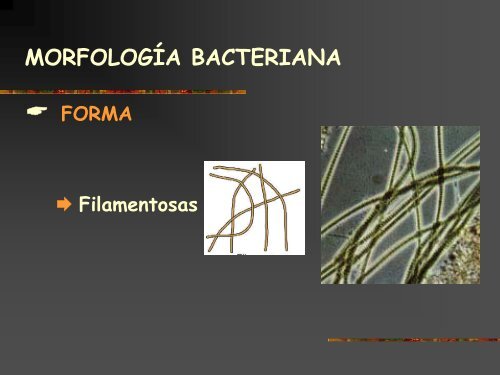 Conceptos bÃ¡sicos de microbiologÃ­a de aguas