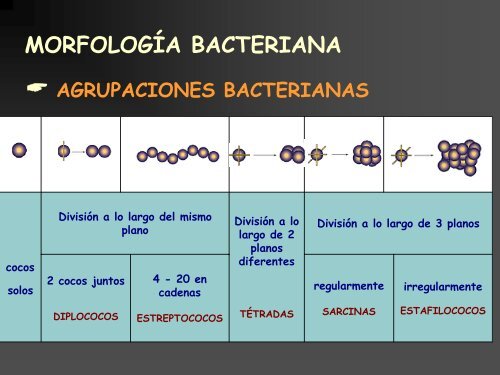 Conceptos bÃ¡sicos de microbiologÃ­a de aguas