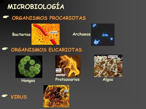 Conceptos bÃ¡sicos de microbiologÃ­a de aguas