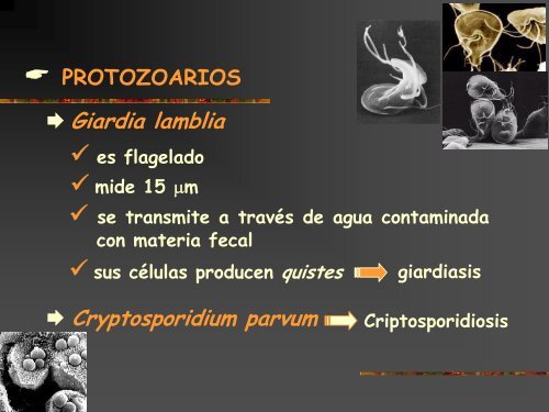 Conceptos bÃ¡sicos de microbiologÃ­a de aguas