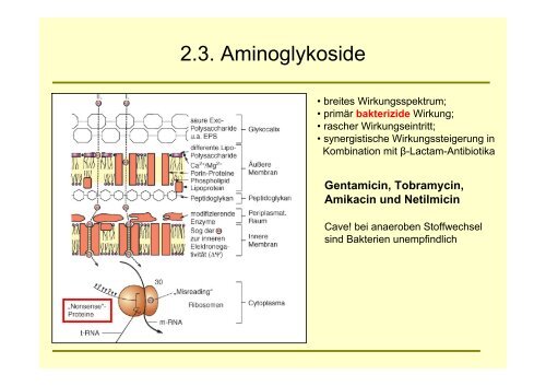 AntiinfektiviaSS2007 HHR2007 06 08eFINAL - Heinfried H. Radeke