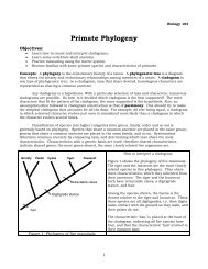 Primate Phylogeny
