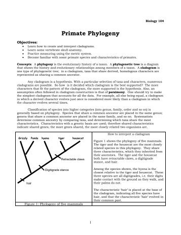 Primate Phylogeny