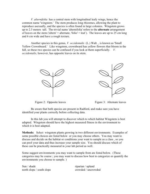 Reproductive Success in Wingstem