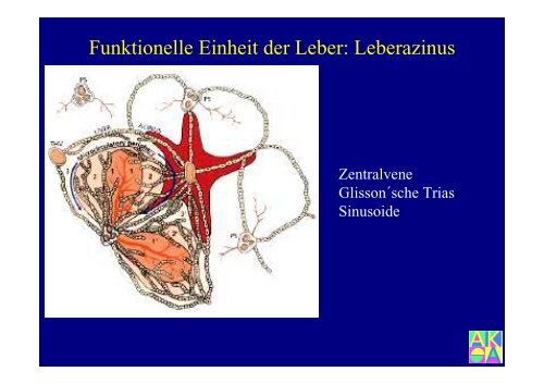 Bildgebung der Leber - Institut für Radiologie, Nuklearmedizin und ...