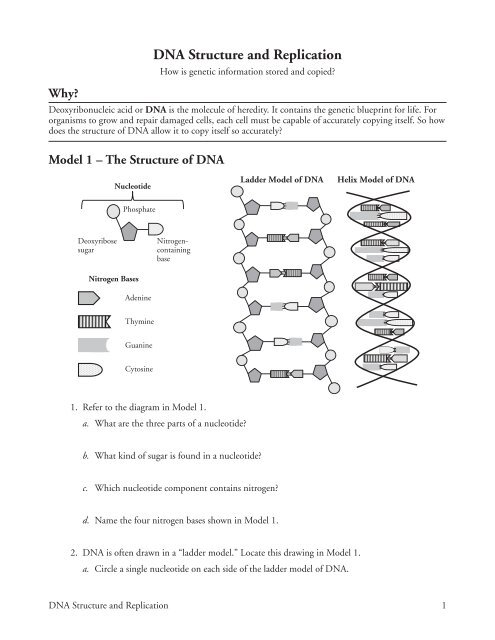 DNA Structure and Replication - Ramsey School District