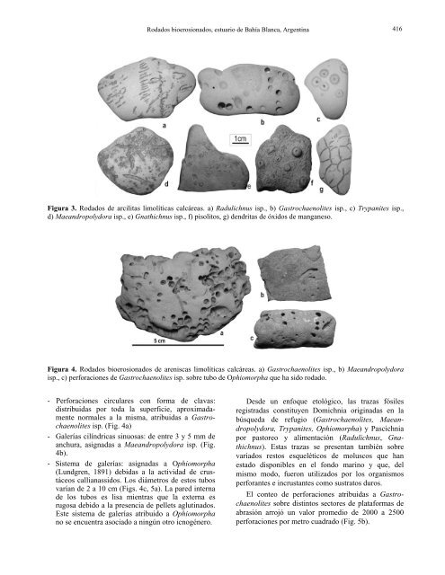 Redalyc.Rodados bioerosionados en depósitos marinos holocenos ...