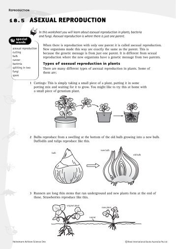 Worksheet: Asexual reproduction