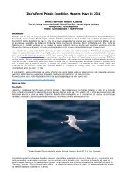 Zino's Petrel Pelagic Expedition, Madeira, Mayo de ... - Reservoir Birds