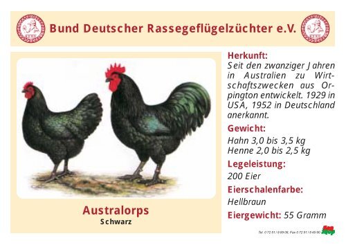 Huhn - RASSEGEFLÃGEL - TANJA MEIER