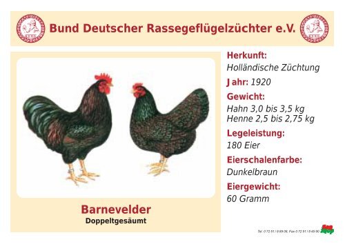 Huhn - RASSEGEFLÃGEL - TANJA MEIER