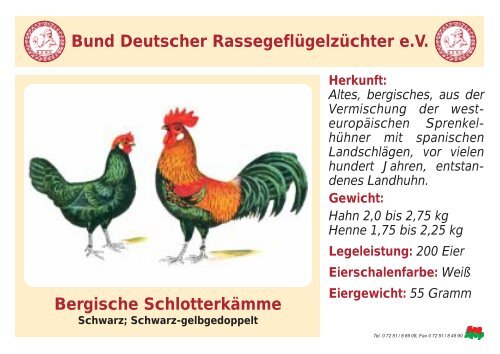 Huhn - RASSEGEFLÃGEL - TANJA MEIER