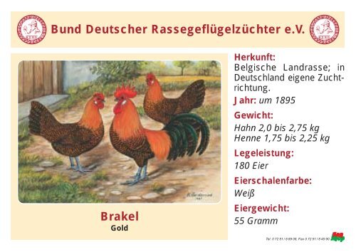 Huhn - RASSEGEFLÃGEL - TANJA MEIER