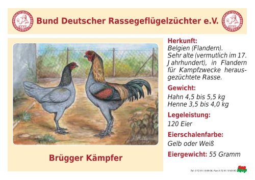 Huhn - RASSEGEFLÃGEL - TANJA MEIER