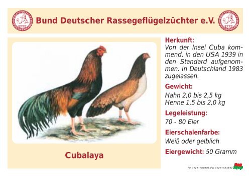 Huhn - RASSEGEFLÃGEL - TANJA MEIER