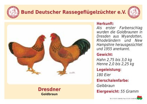 Huhn - RASSEGEFLÃGEL - TANJA MEIER