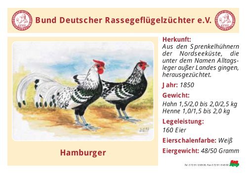 Huhn - RASSEGEFLÃGEL - TANJA MEIER