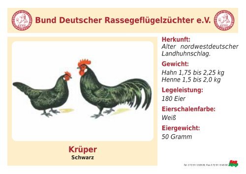 Huhn - RASSEGEFLÃGEL - TANJA MEIER