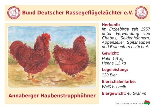 Huhn - RASSEGEFLÃGEL - TANJA MEIER