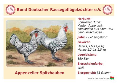 Huhn - RASSEGEFLÃGEL - TANJA MEIER