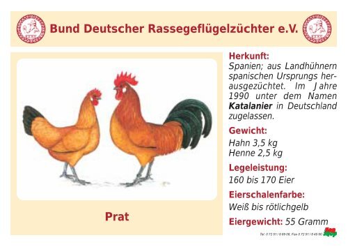 Huhn - RASSEGEFLÃGEL - TANJA MEIER