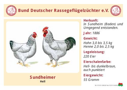 Huhn - RASSEGEFLÃGEL - TANJA MEIER