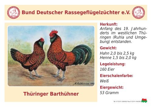 Huhn - RASSEGEFLÃGEL - TANJA MEIER