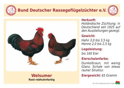 Huhn - RASSEGEFLÃGEL - TANJA MEIER