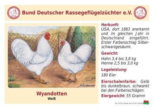 Huhn - RASSEGEFLÃGEL - TANJA MEIER