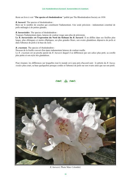 Jean Marie Delavay (1834 â 1895) - Rhododendron