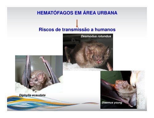 Morcegos hematófagos em áreas urbanas