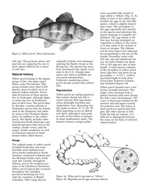 Species Profile: Yellow Perch, Perca flavescens - SRAC Fact Sheets