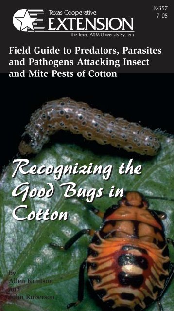 Recognizing the Good Bugs in Cotton - Texas Is Cotton Country ...