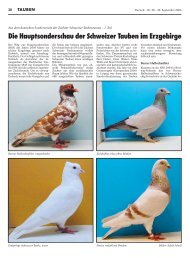 Die Hauptsonderschau der Schweizer Tauben im Erzgebirge