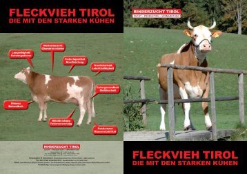 FLECKVIEH TIROL FLECKVIEH TIROL - Rinderzucht Tirol