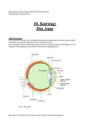 10. Kurstag: Das Auge