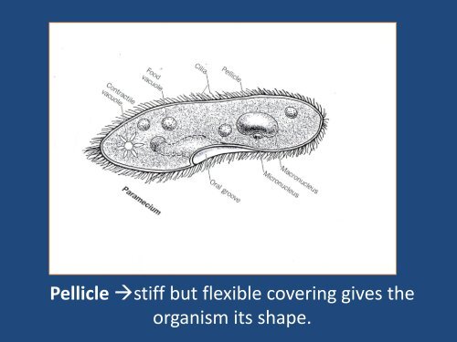 protist powerpoint